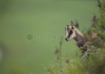 Portrait of a young curious Chamois