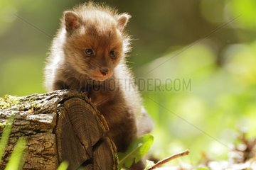 Fox cub on a tree trunk near its burrow