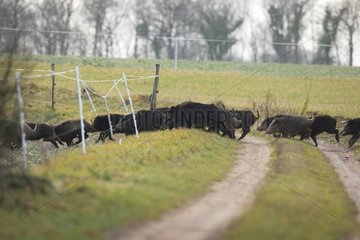 Boars smashing a fence by escaping