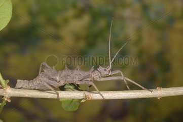 Walking stick insect on a twig