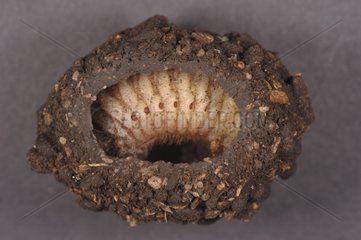 Closeup of a shell Cetonia with larva inside