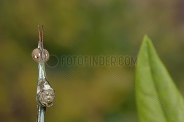 Portrait of a False Stick Insect male