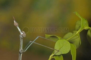 Portrait of a False Stick Insect male