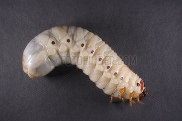 Larva of Hairy beetle in studio