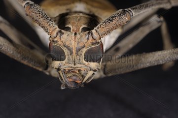 Portrait of a Longicorn beetle