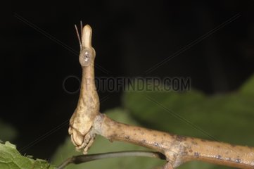 Portrait of a False Stick Insect female