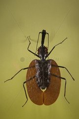 Portrait of a Violin Beetle