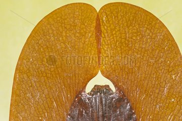 Detail of a Violin Beetle