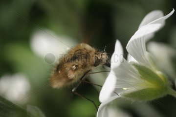 Bombyle a white flower foraging France