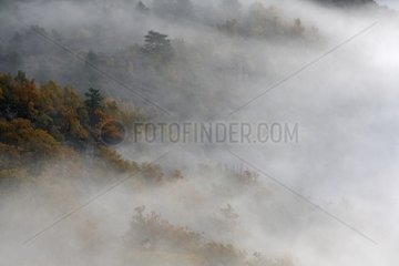 Morning fog covering the forest in the Gorges du Verdon