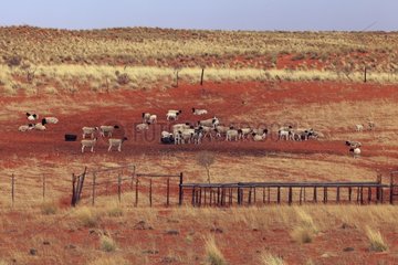 Breeding Sheep in the Kalahari Desert of South Africa