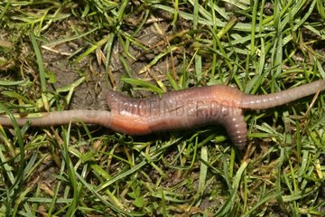 Common earthworm mating Norfolk UK