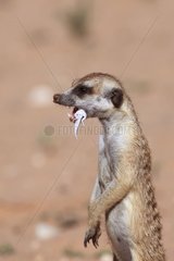 Meerkat eating a lizard Kgalagadi South Africa