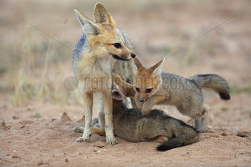Cape fox nursing young at den Kgalagadi South Africa