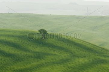 Countryside near San Quirico d'Orcia Val d'Orcia Tuscany