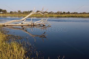 Landscape of Savute Channel Linyanti Botswana