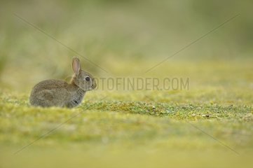 Young European Rabbit in grass Finistère France