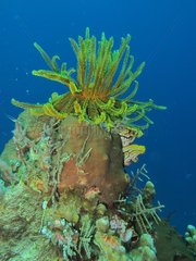 Yellow Comatulid Bunaken Marine NP Sulawesi Indonesia