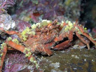 Sponge crab Bunaken Marine NP Sulawesi Indonesia