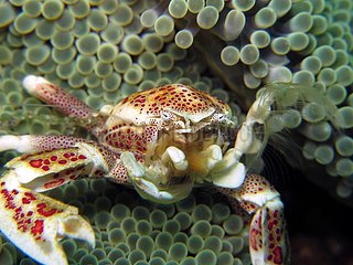 Porcelain Crab Bunaken Marine NP Sulawesi Indonesia