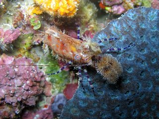 Shrimp on Coral Bunaken Marine NP Sulawesi Indonesia