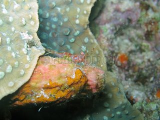 Shrimp on hard Coral Bunaken Marine NP Sulawesi Indonesia