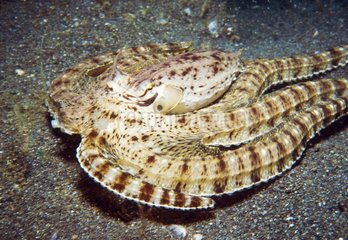 Ringed Octopus on sand Lembeh Strait Indonesia