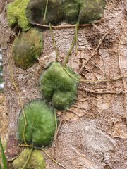 Parasites on the trunk Sulawesi Indonesia