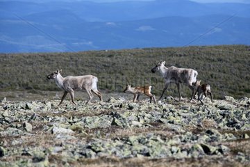 Woodland caribou cows and calves two weeks of Canada