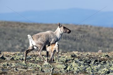 Woodland caribou cow and calf two weeks of Canada