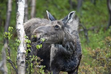 Cow moose eating leaves Gaspe NP Canada