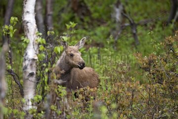 Young Moose 2 weeks old Gaspe NP Canada