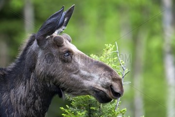 Portrait of Young Bull Moose 1 year Gaspe NP Canada