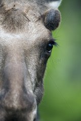 Portrait of Young Bull Moose 1 year Gaspe NP Canada