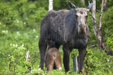 Young cow moose and 2 weeks Canada Gaspe NP