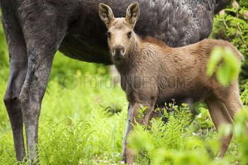 Young cow moose and 2 weeks Canada Gaspe NP