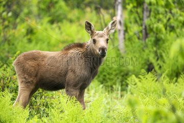 Young Moose 2 weeks Gaspe NP Canada