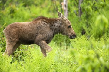 Young Moose 2 weeks walking Gaspe NP Canada