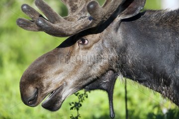 Portrait of Bull Moose in velvet Gaspe NP Canada