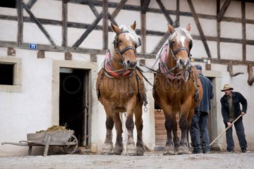 Hitch Horses Comtois before working in the fields France