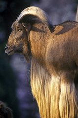 Portrait of male Barbary sheep