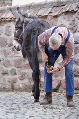 Flushing hooves of a donkey on a farm in Alsace France