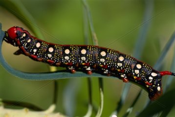 Caterpillar of the spurge hawk moth