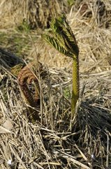 New leaves of gunnera emerging from straw insulation  April