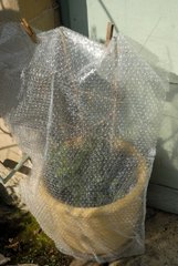 Potted plant protected from frost by bubble-wrap layer