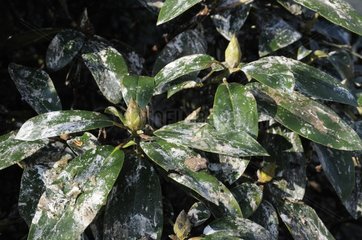 Bird droppings on rhododendron foliage