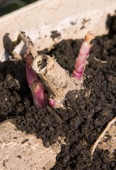Pink shoots sprouting from dahlia tuber   April