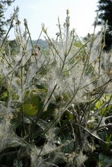 Damage to shrub caused by web-making caterpillars  April
