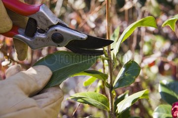 Gardener pruning camellia with secateurs  March