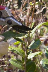 Pruning camellia with secateurs  March